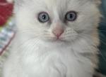Jingle - Ragdoll Kitten For Sale - Front Royal&comma; VA&comma; US