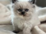 Lovey Spring Litter F - Himalayan Kitten For Sale - Tampa&comma; FL&comma; US