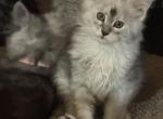 Vixen - Maine Coon Kitten For Sale - Bechtelsville&comma; PA&comma; US