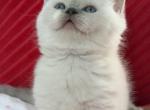 Vanilla - British Shorthair Kitten For Sale - Brooklyn&comma; NY&comma; US