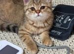 Female scottish fold straight - Scottish Straight Kitten For Sale - Sarasota&comma; FL&comma; US