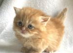 George - Minuet Kitten For Sale - Capon Bridge&comma; WV&comma; US