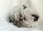 Polly - Minuet Kitten For Sale - Capon Bridge&comma; WV&comma; US