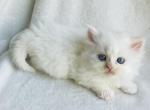 Mikey - Minuet Kitten For Sale - Capon Bridge&comma; WV&comma; US