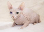 Markus ODD eye - Sphynx Kitten For Sale - Brooklyn&comma; NY&comma; US