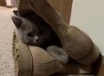 Cesar from Tutti Frutti Katsumi - British Shorthair Kitten For Sale - Cutlerville&comma; MI&comma; US