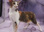 Esme - Oriental Kitten For Sale - Pembroke Pines&comma; FL&comma; US
