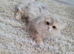 SERGEY - Scottish Fold Cat For Sale - 