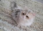 SERGEY - Scottish Fold Cat For Sale - Cleveland&comma; OH&comma; US