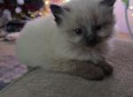 Koda Seal Point Ragdoll - Ragdoll Kitten For Sale - Eau Claire&comma; WI&comma; US