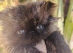 Luna of Towercastle - Persian Kitten For Sale - West Palm Beach&comma; FL&comma; US