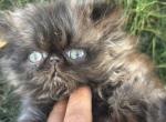 Luna of Towercastle - Persian Kitten For Sale - West Palm Beach&comma; FL&comma; US