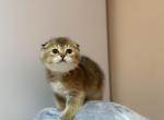Golden chinchilla female - Scottish Fold Kitten For Sale - Brooklyn&comma; NY&comma; US