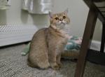 Puma - Scottish Straight Kitten For Sale - Levittown&comma; PA&comma; US