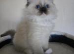 Caramel - Ragdoll Kitten For Sale - Bradenton&comma; FL&comma; US