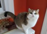 Taffy - Scottish Straight Cat For Sale - Levittown&comma; PA&comma; US