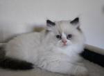 Afroditedolls Love Bug - Ragdoll Kitten For Sale - Bradenton&comma; FL&comma; US