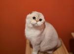 Gio - Scottish Fold Cat For Sale - Levittown&comma; PA&comma; US