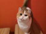 Taco - Scottish Straight Cat For Sale - Levittown&comma; PA&comma; US