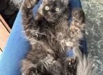 Mainecoon boy purebred black color - Maine Coon Kitten For Sale - Lancaster&comma; PA&comma; US