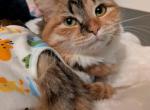 SnowFlower Periwinkle - Siberian Kitten For Sale - VA&comma; US