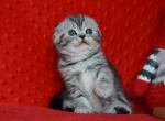 Nik Scottish - Scottish Fold Kitten For Sale - Empire State&comma; NY&comma; US