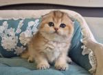 Mikkie Scottish - Scottish Fold Kitten For Sale - Empire State&comma; NY&comma; US