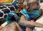 Amelie - Sphynx Kitten For Sale - Sacramento&comma; CA&comma; US