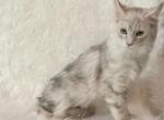 Katara PENDING Blue Silver Shaded Maine Coon - Maine Coon Kitten For Sale - Sunbury&comma; OH&comma; US