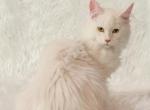 Candy Red Silver Shaded Maine Coon Kitten - Maine Coon Kitten For Sale - Sunbury&comma; OH&comma; US