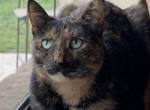 Dirty Byrd - Domestic Cat For Adoption - Menasha&comma; WI&comma; US