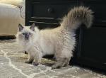 Siberian male - Siberian Kitten For Sale - White Plains&comma; NY&comma; US
