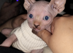 Orange boy - Sphynx Kitten For Sale - Fontana&comma; CA&comma; US
