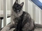Eragon black smoke - Maine Coon Kitten For Sale - St&period; Louis&comma; MO&comma; US