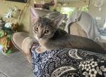 Blue Lap kitty - Abyssinian Kitten For Sale - Spring Hill&comma; FL&comma; US