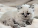 Sapphire Spring Litter F - Himalayan Kitten For Sale - Tampa&comma; FL&comma; US