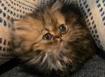 Flat Face Babies - Persian Kitten For Sale - Alpharetta&comma; GA&comma; US