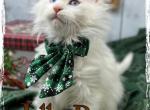 Jelly Bean - Maine Coon Kitten For Sale - Wisconsin Rapids&comma; WI&comma; US