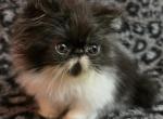 Frankie - Exotic Kitten For Sale - Saint Petersburg&comma; FL&comma; US