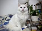 Cornelius - Ragdoll Kitten For Sale - Tuscaloosa&comma; AL&comma; US