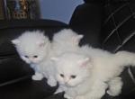 EXOTIC Scottish Fold & Scottish straight - Scottish Fold Kitten For Sale - Miami&comma; FL&comma; US