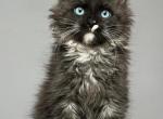 Maleficenta - Maine Coon Kitten For Sale - Miami&comma; FL&comma; US