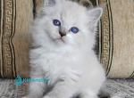 Harry - Siberian Kitten For Sale - Pembroke Pines&comma; FL&comma; US