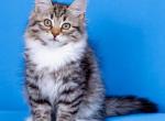 Yarik - Siberian Kitten For Sale - Pembroke Pines&comma; FL&comma; US
