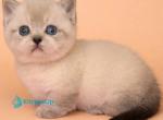 Boomer - Munchkin Kitten For Sale - Pembroke Pines&comma; FL&comma; US
