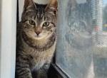 Dinah - Domestic Kitten For Adoption - Fort Pierce&comma; FL&comma; US