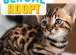 Exquisite Bengal Kittens - Bengal Kitten For Sale - FL&comma; US