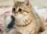 FEMALE Scottish straight - Scottish Straight Kitten For Sale - North Port&comma; FL&comma; US