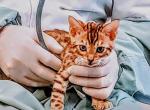 Mister Quick - Bengal Kitten For Sale - Bronx&comma; NY&comma; US