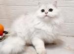 Rocco - British Shorthair Kitten For Sale - Norwalk&comma; CT&comma; US